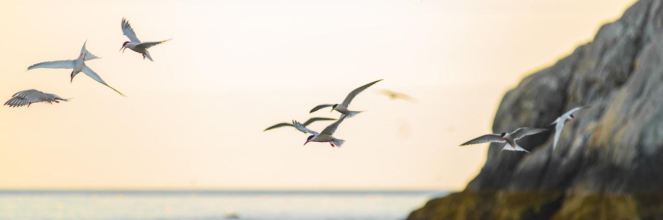 Birds fly above water near coastline