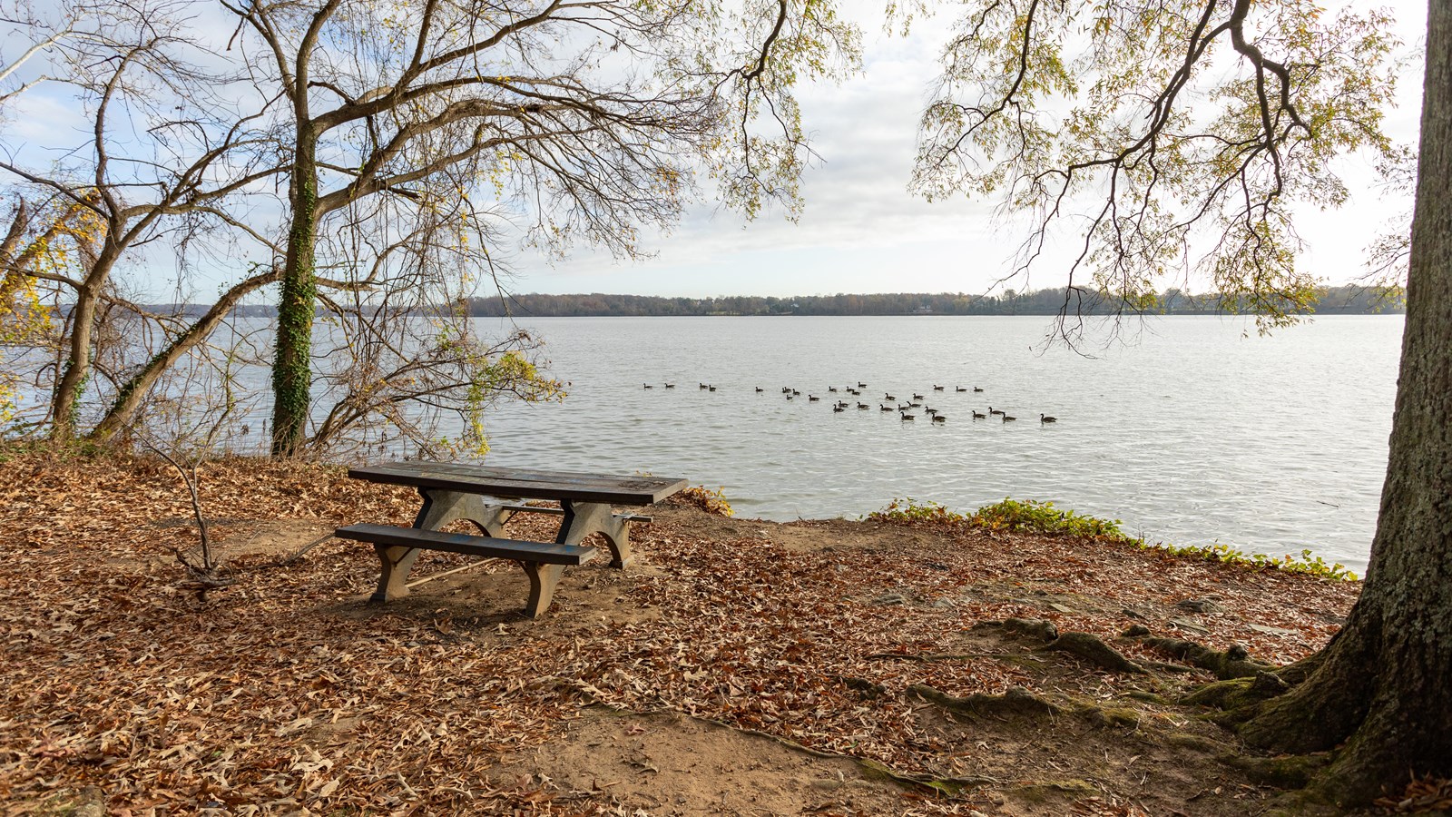 One picnic table is positioned in front of a body of water. There is no barrier separating to two.