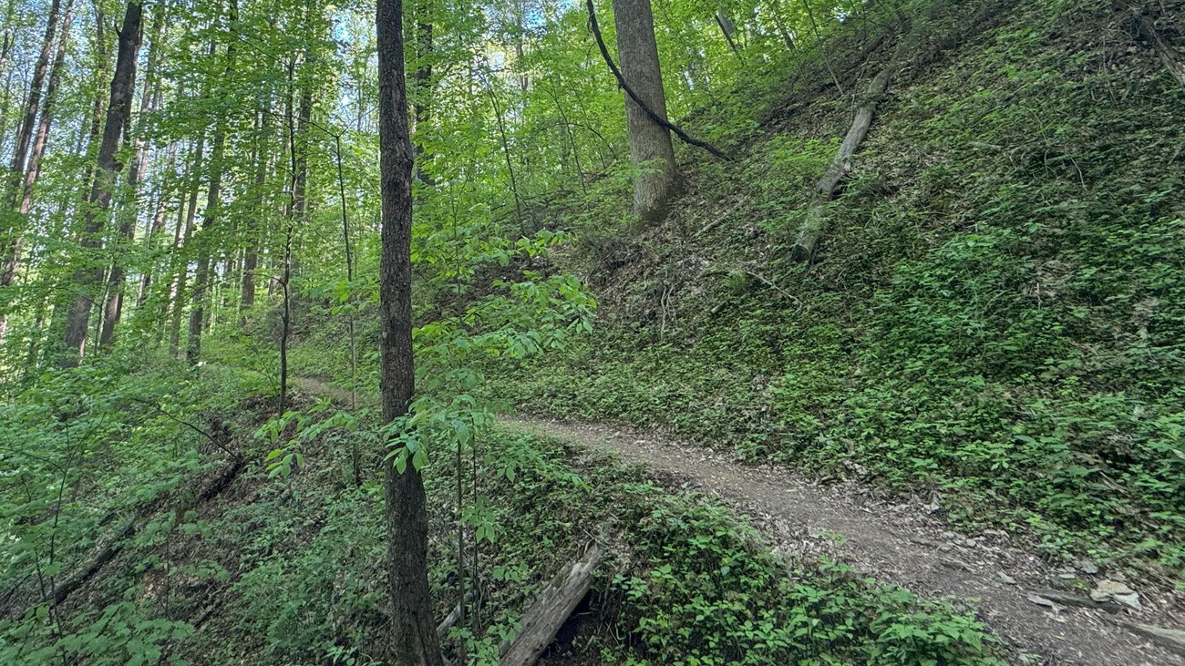 View of trail under tree canopy.