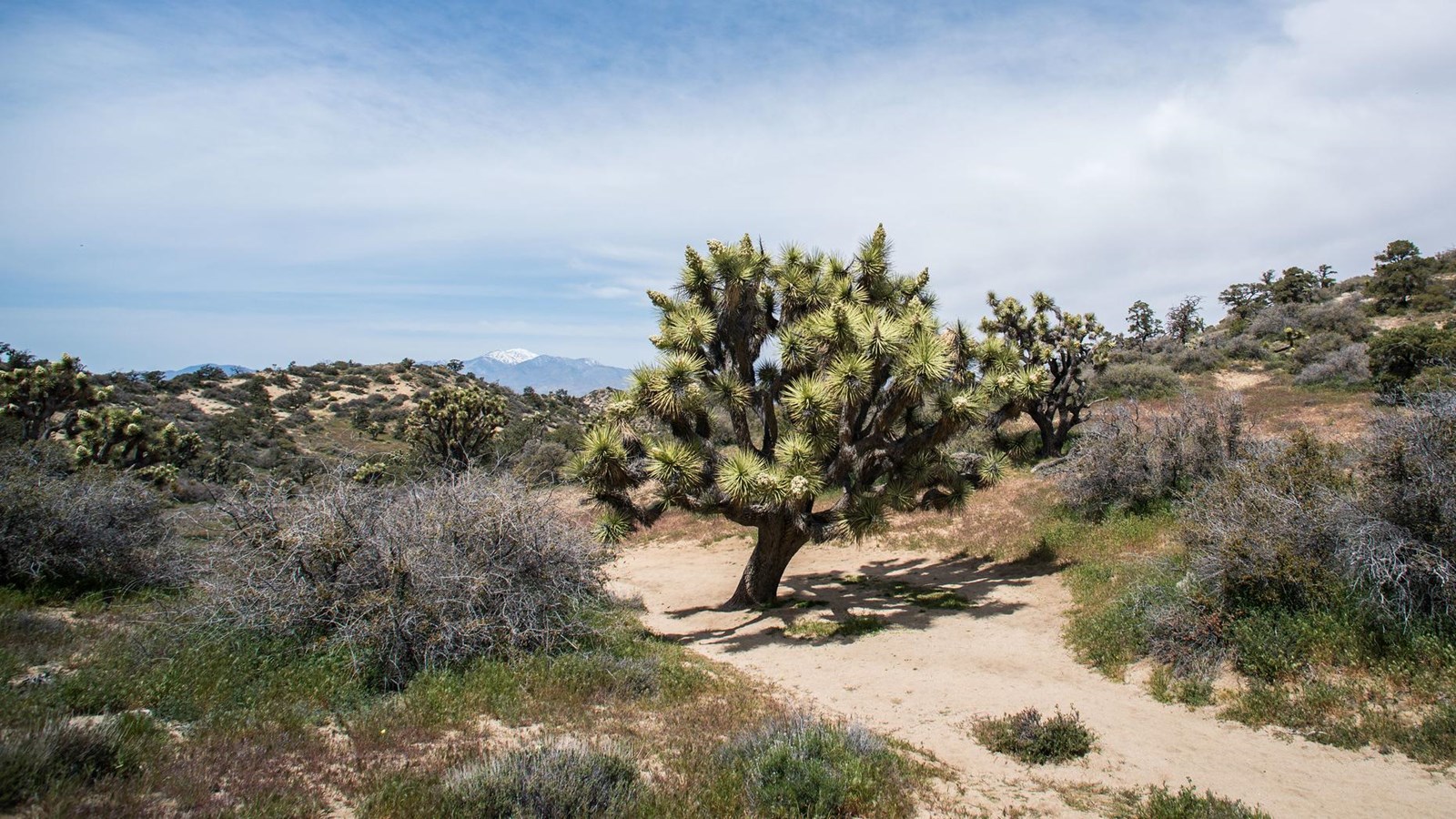 A large Joshua tree in the middle of a trail through a desert landscape.
