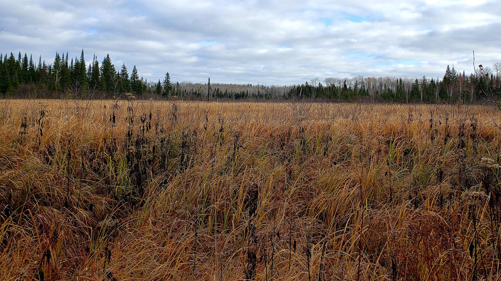 Wetland grasses in front of dense forest.