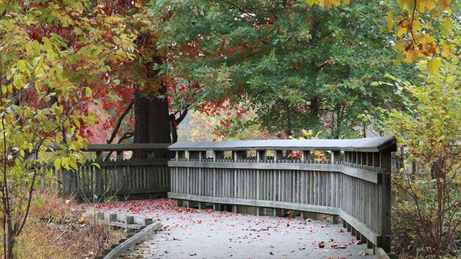 A boardwalk leads into trees in the falltime.