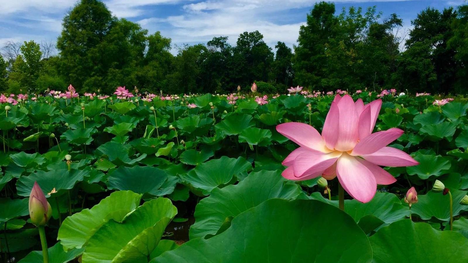 A pink lotus flower stands out among several large green lotus leaves.