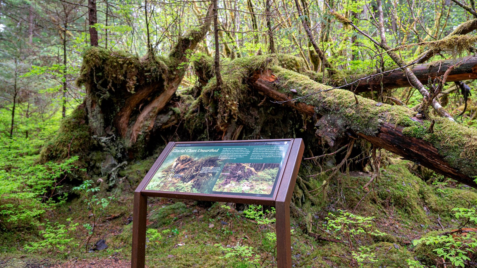 an upturned tree\'s exposed roots holds rocks and other earth material