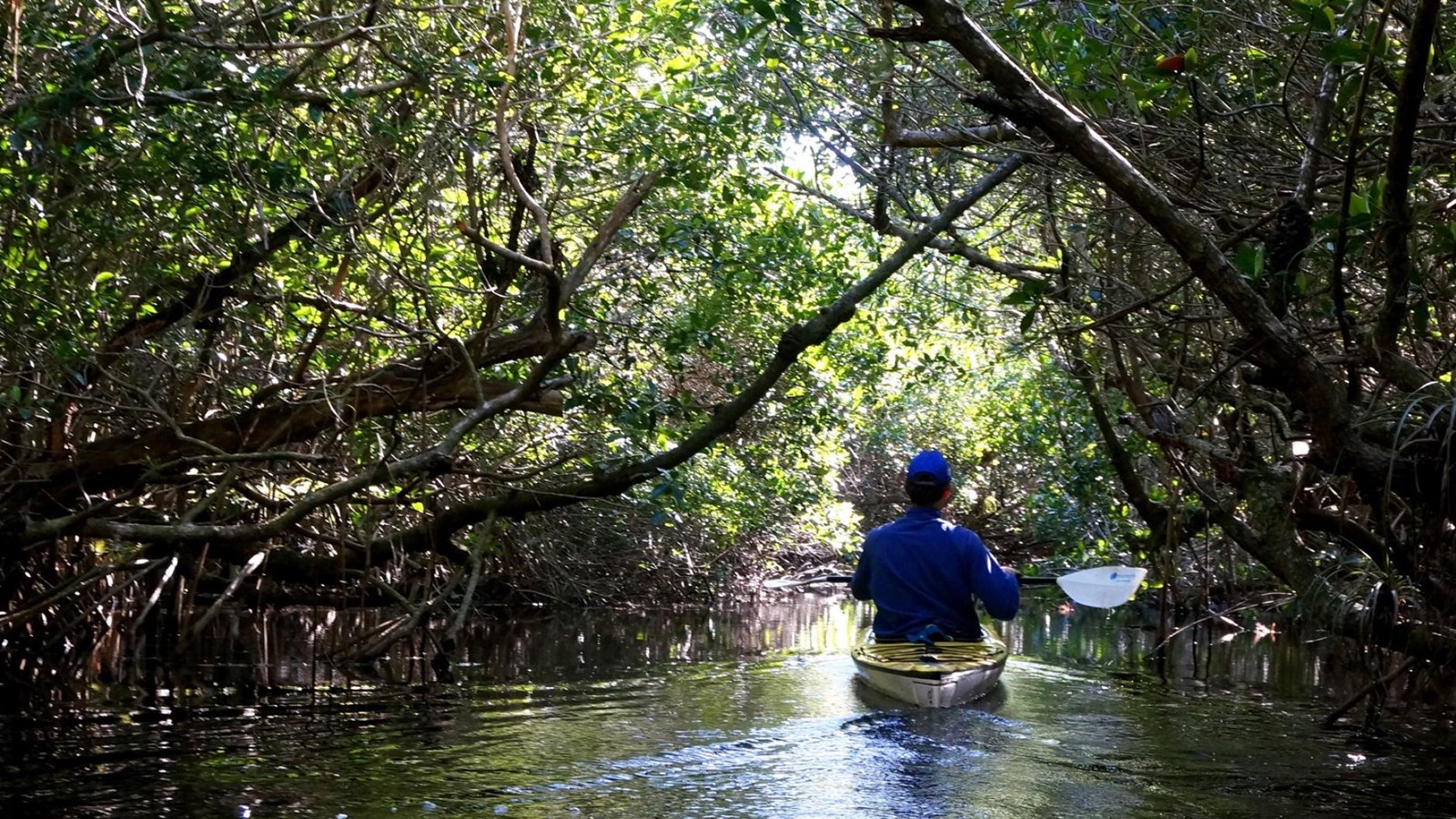 A kayaker lifts their paddle out of the water. Mangrove branches and thick vegetation overhang