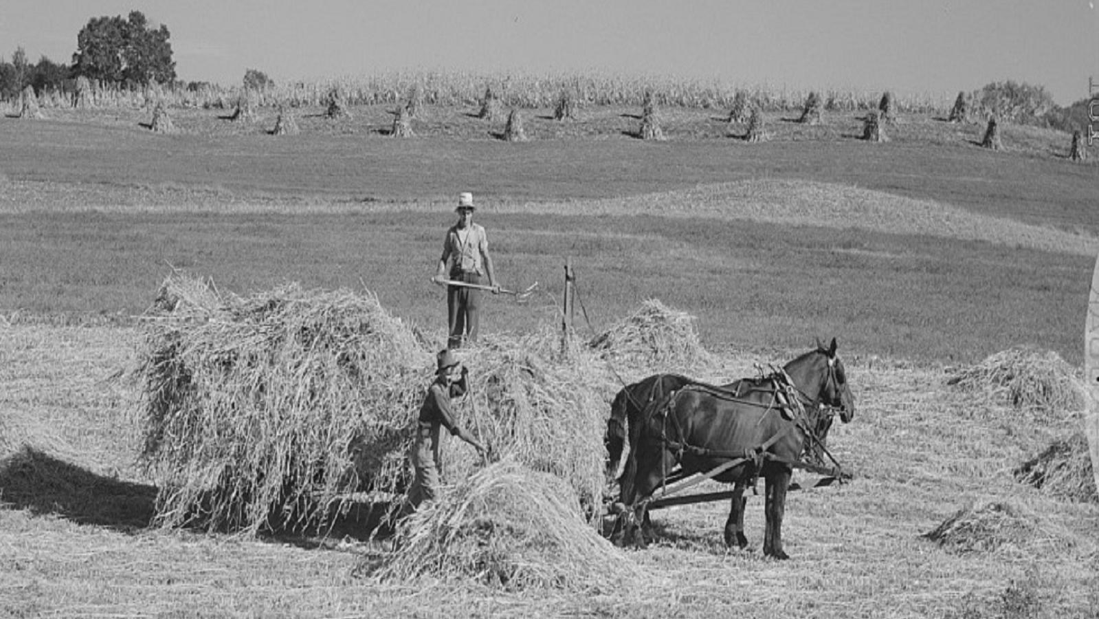 Black and white photo of two men loading hay onto a horse drawn wagon, haystacks stand in the field.