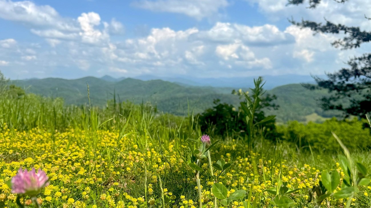View of wildflowers in the foreground and blue skies in the distance.