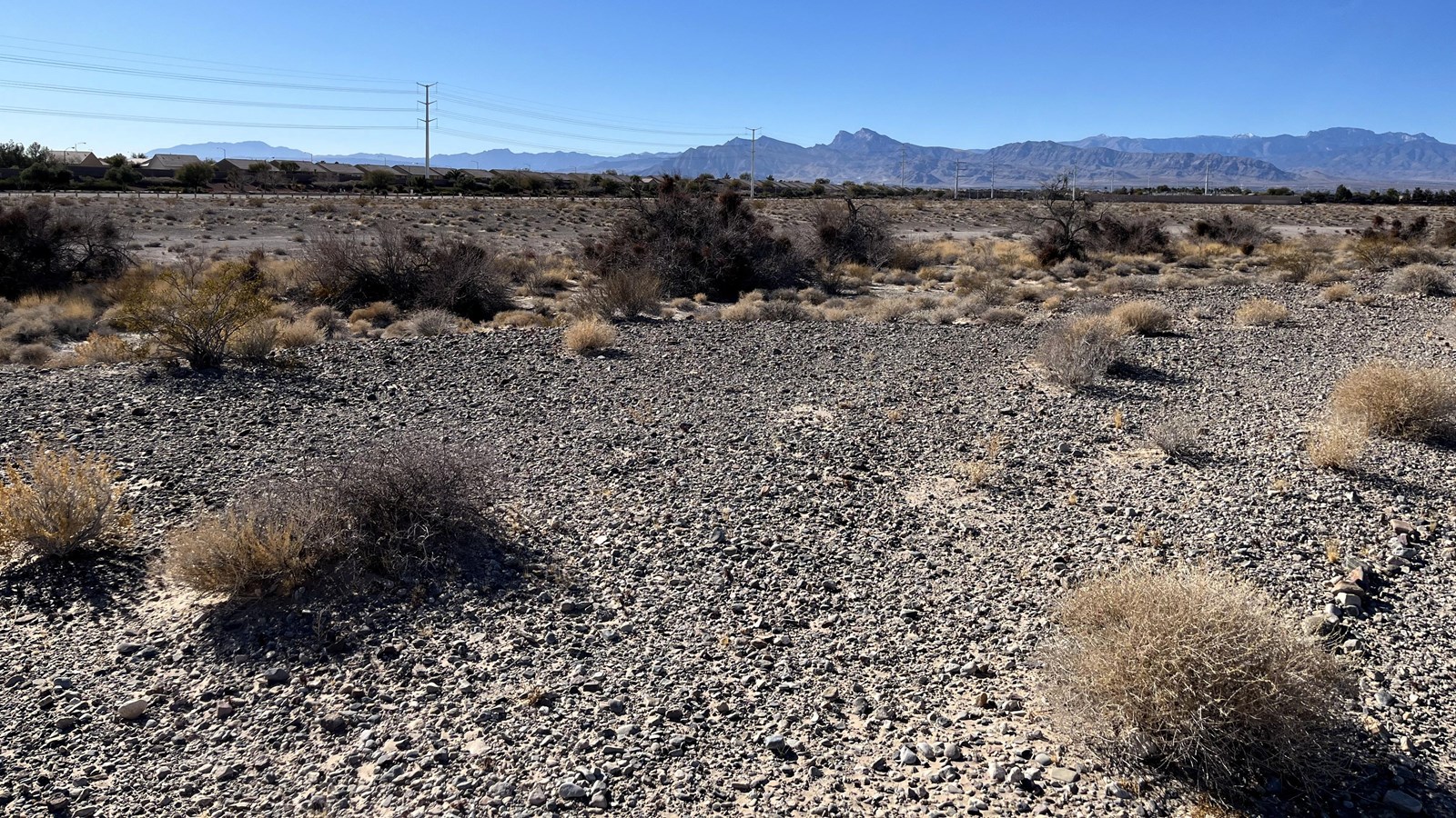 Gravel-covered desert with small trees in the foreground. In the background are mountains and homes.