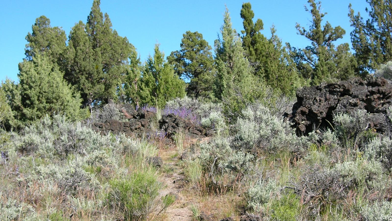 Missing Link Trail