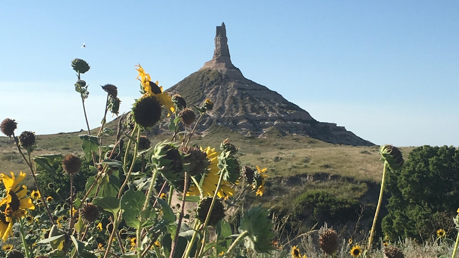 Sunflowers in the foreground with a distant, chimney-shaped rock feature.