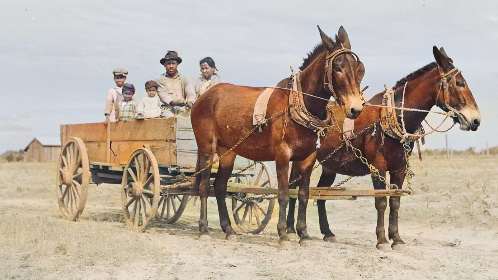 An African-American family of five sit in a cart on a farm being drawn by two large brown mules.