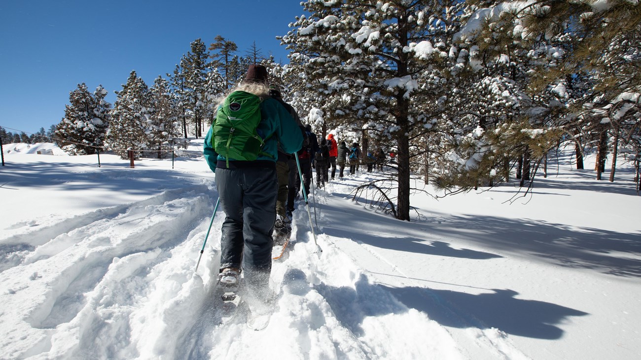 A group of people snowshoeing amongst the trees.