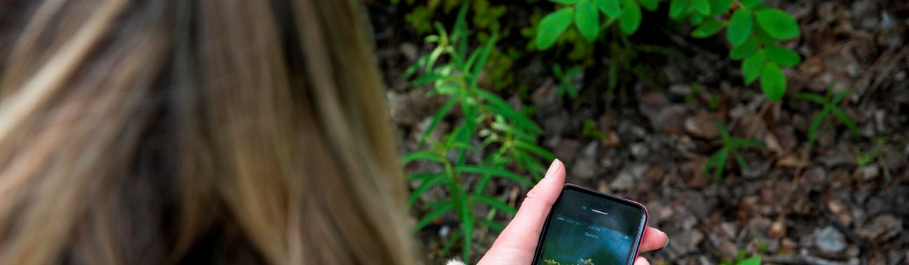 woman looking at her smart phone and a plant on a trail