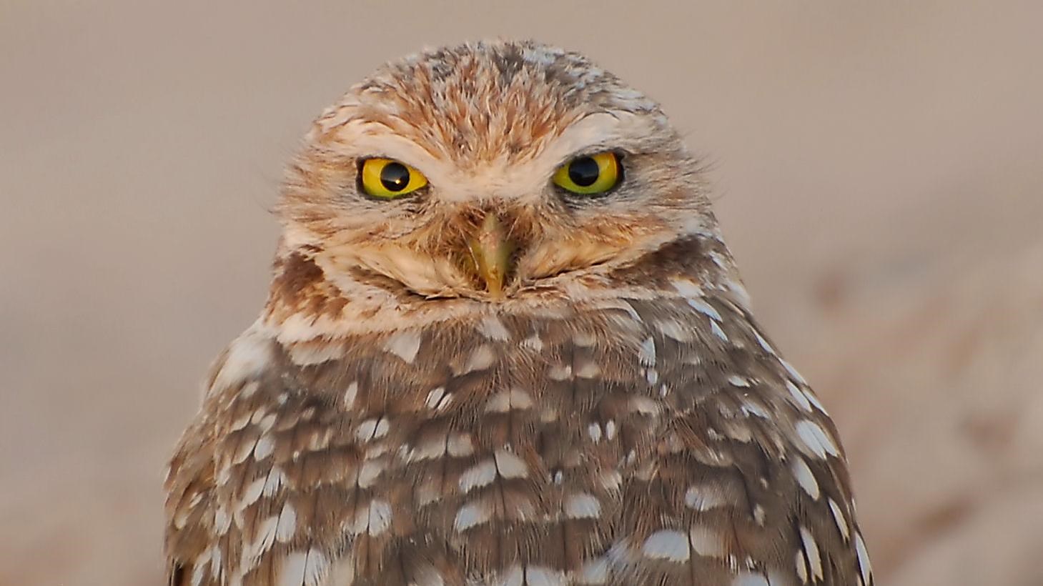 The burrowing owl shows off its yellow eyes, brown feathers with white dots.