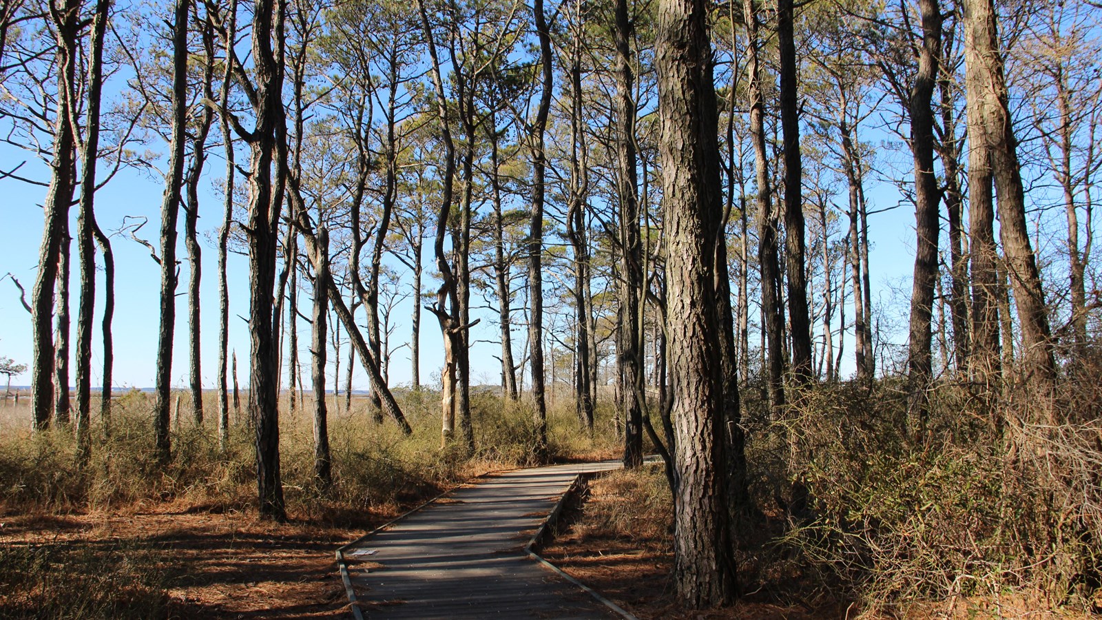 Life of the Forest Trail