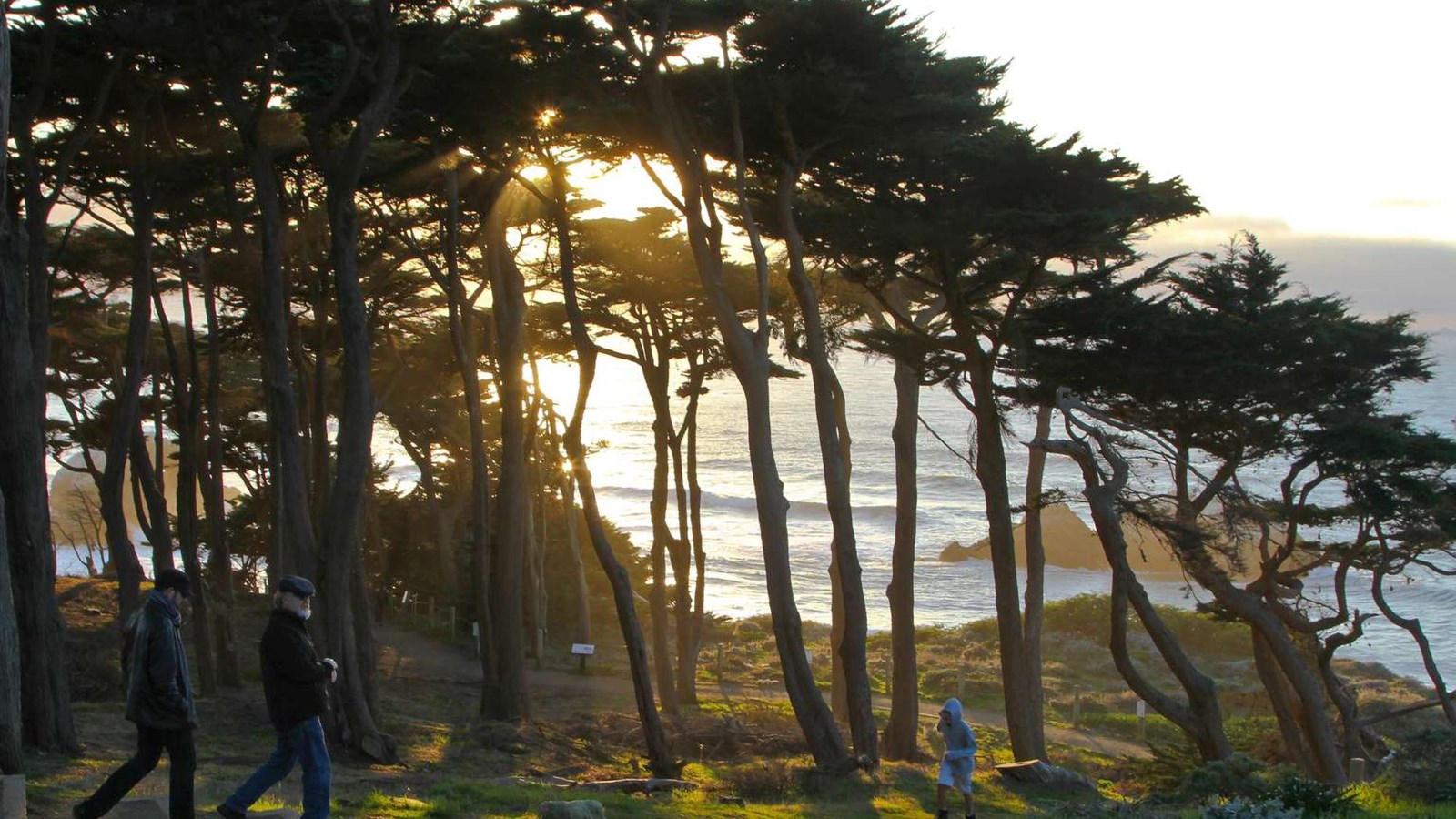 View from the Coastal Trail through pine trees across the straits of the bay.