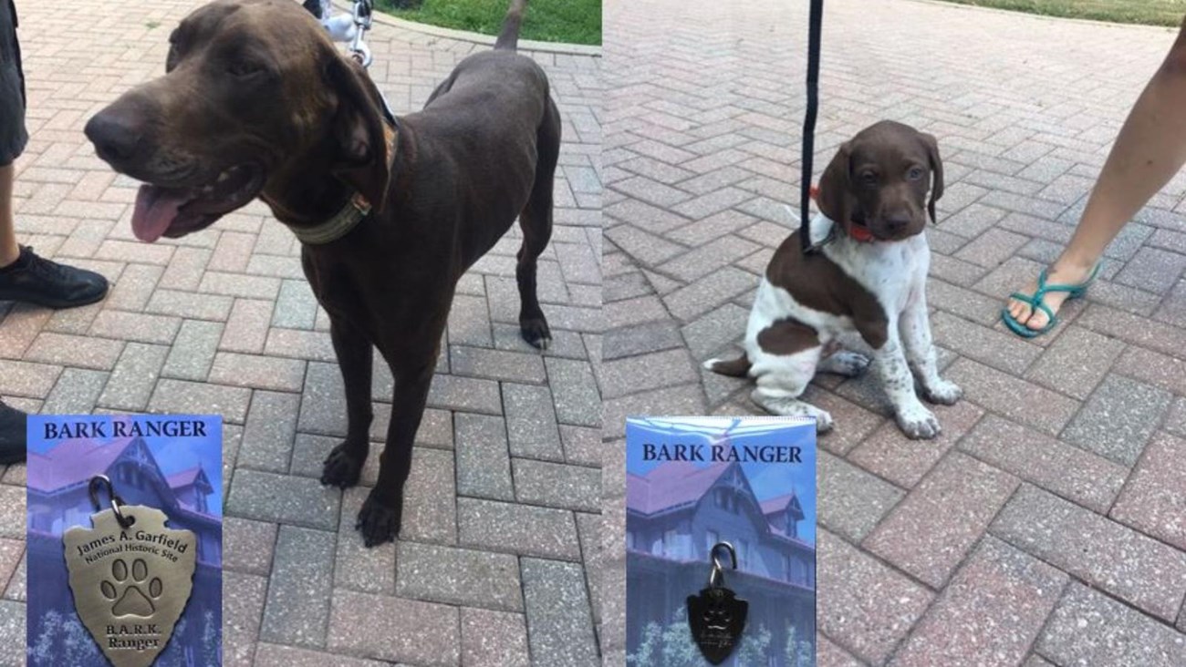 two chocolate colored dogs side by side with BARK Ranger tags