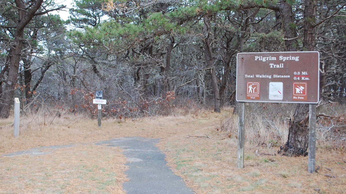 Entrance to the Pilgrim Spring trail. Pine needles on the forest floor surround the trail.