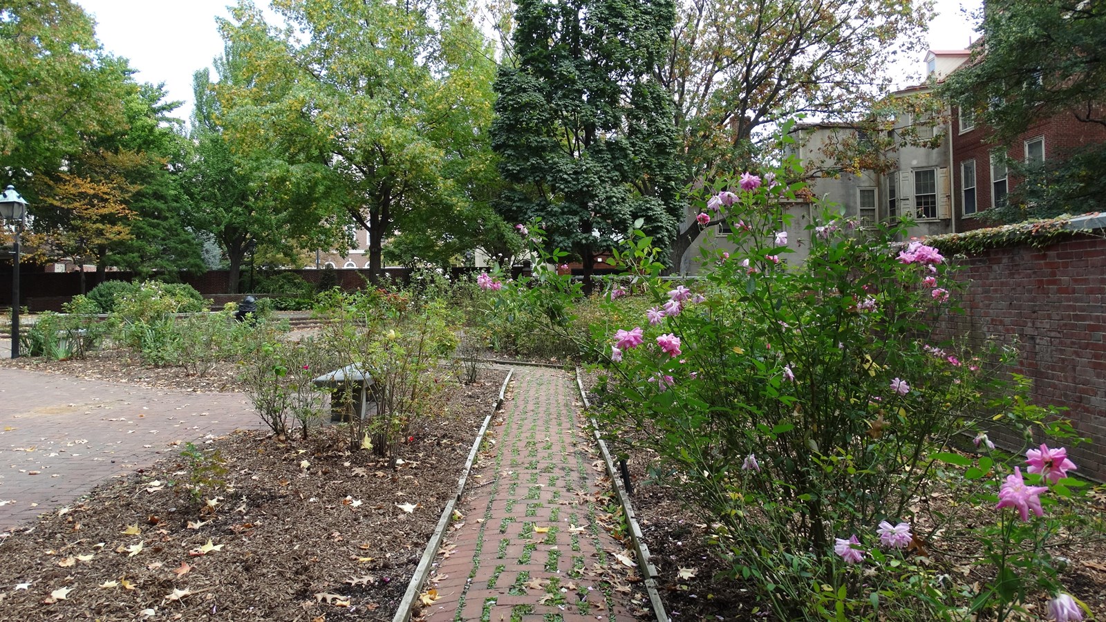 Rose bushes with delicate pink blooms line a brick path.