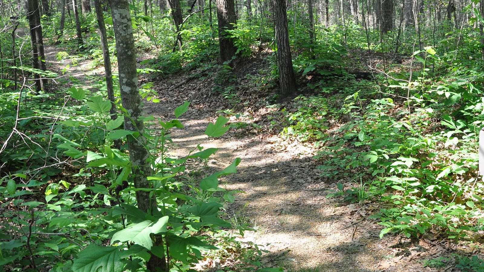 A slightly sunken trail leads through the woods