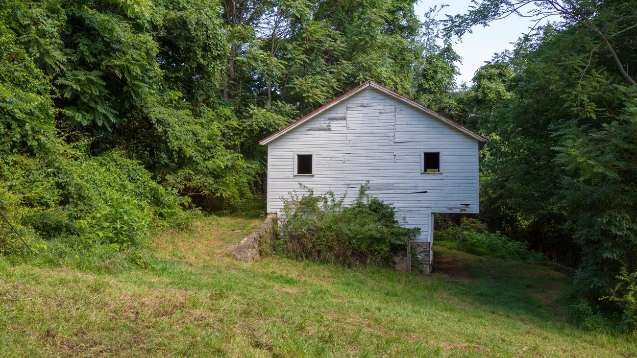 An old, white barn sits under a canopy of green trees