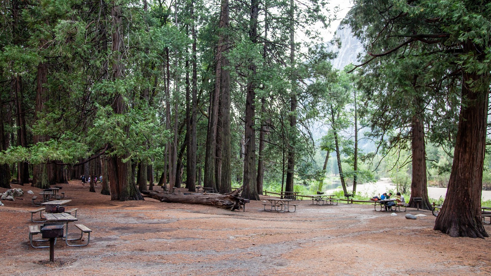 Picnic tables and grills scattered throughout an unpaved area