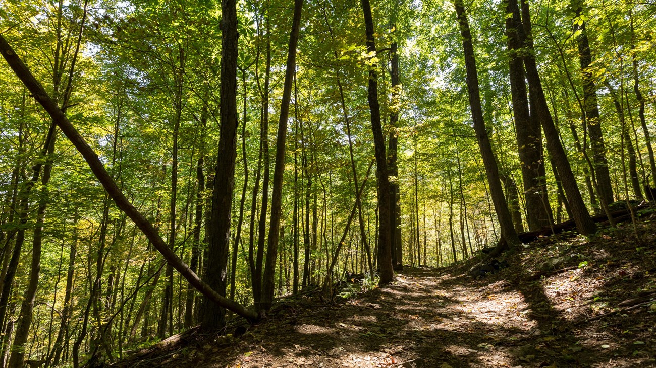 A forest of green trees with a dirt trail underneath of them.