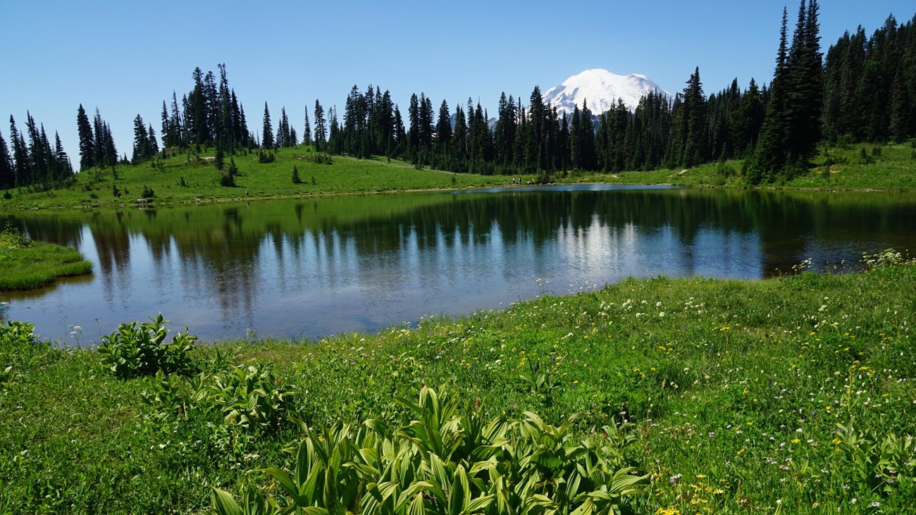 Mount Rainier is in the background with Tipsoo Lake and some flowers in front.