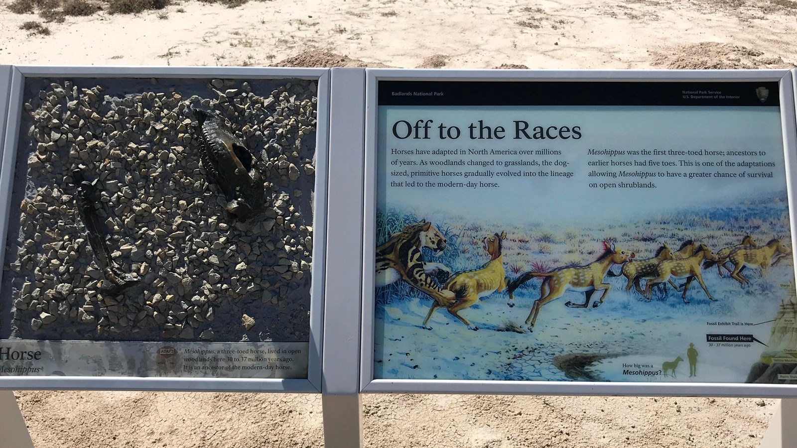 A two-panel exhibit showing illustration of a herd of horse looking beasts and a bronze skull & leg.