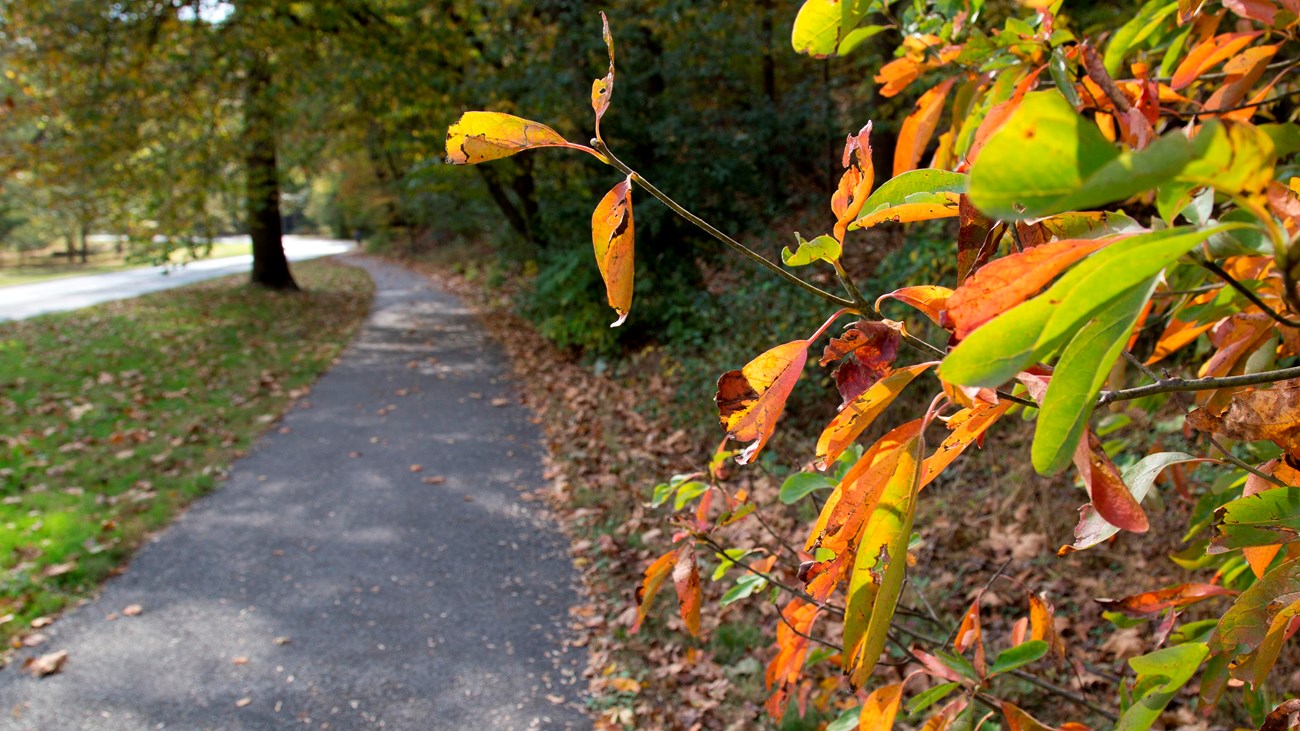 Orange and green autumn leaves line a paved pathway and road 