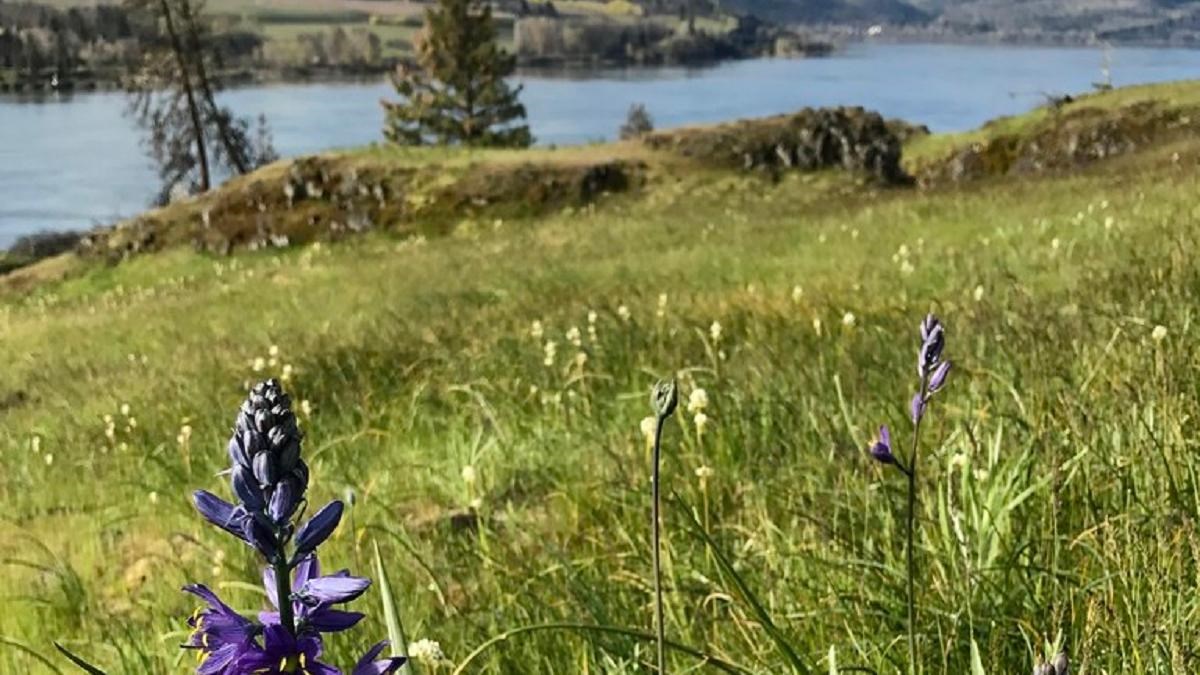 purple flowers amid green grass, a river flows in the distance