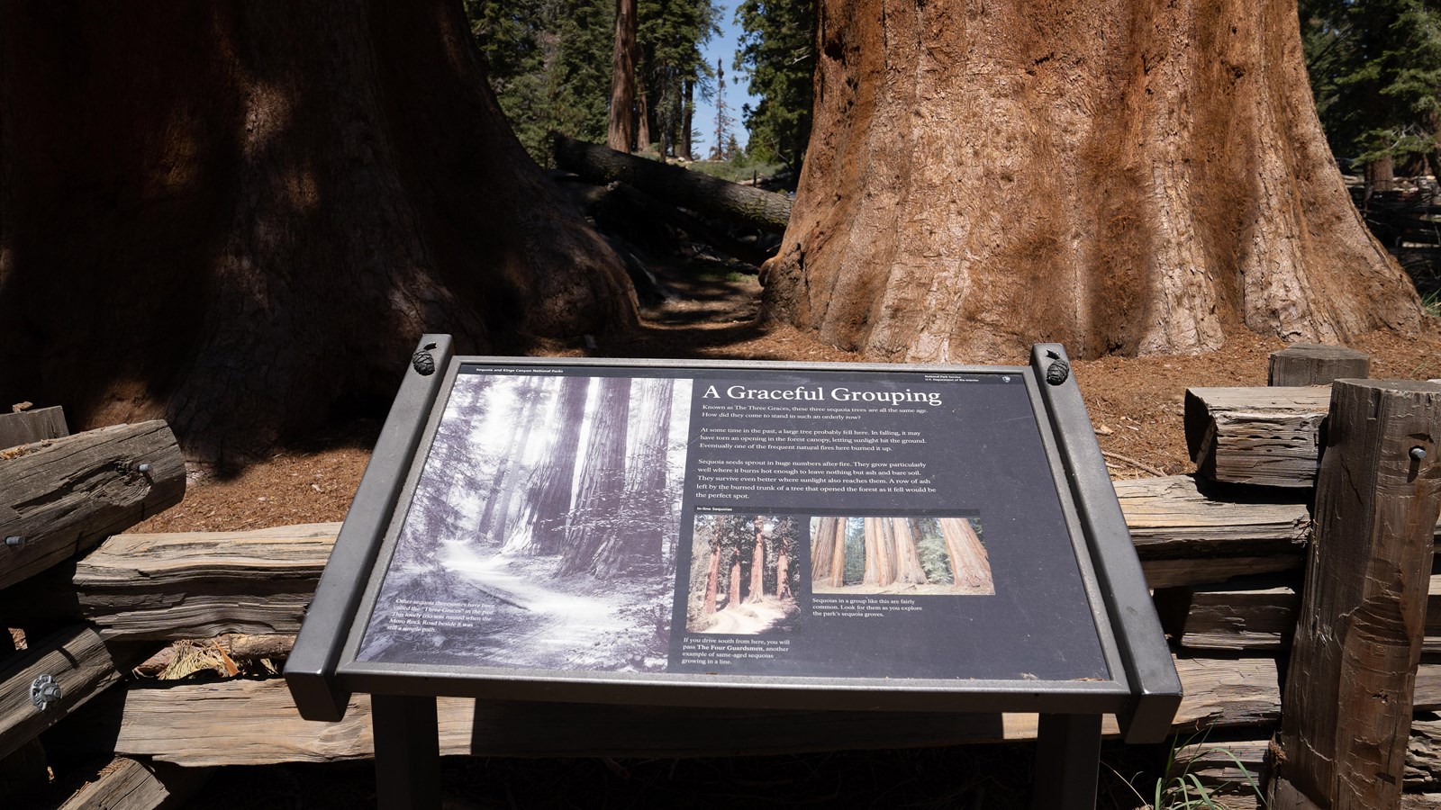 An outdoor exhibit on a fence in front of a large sequoia