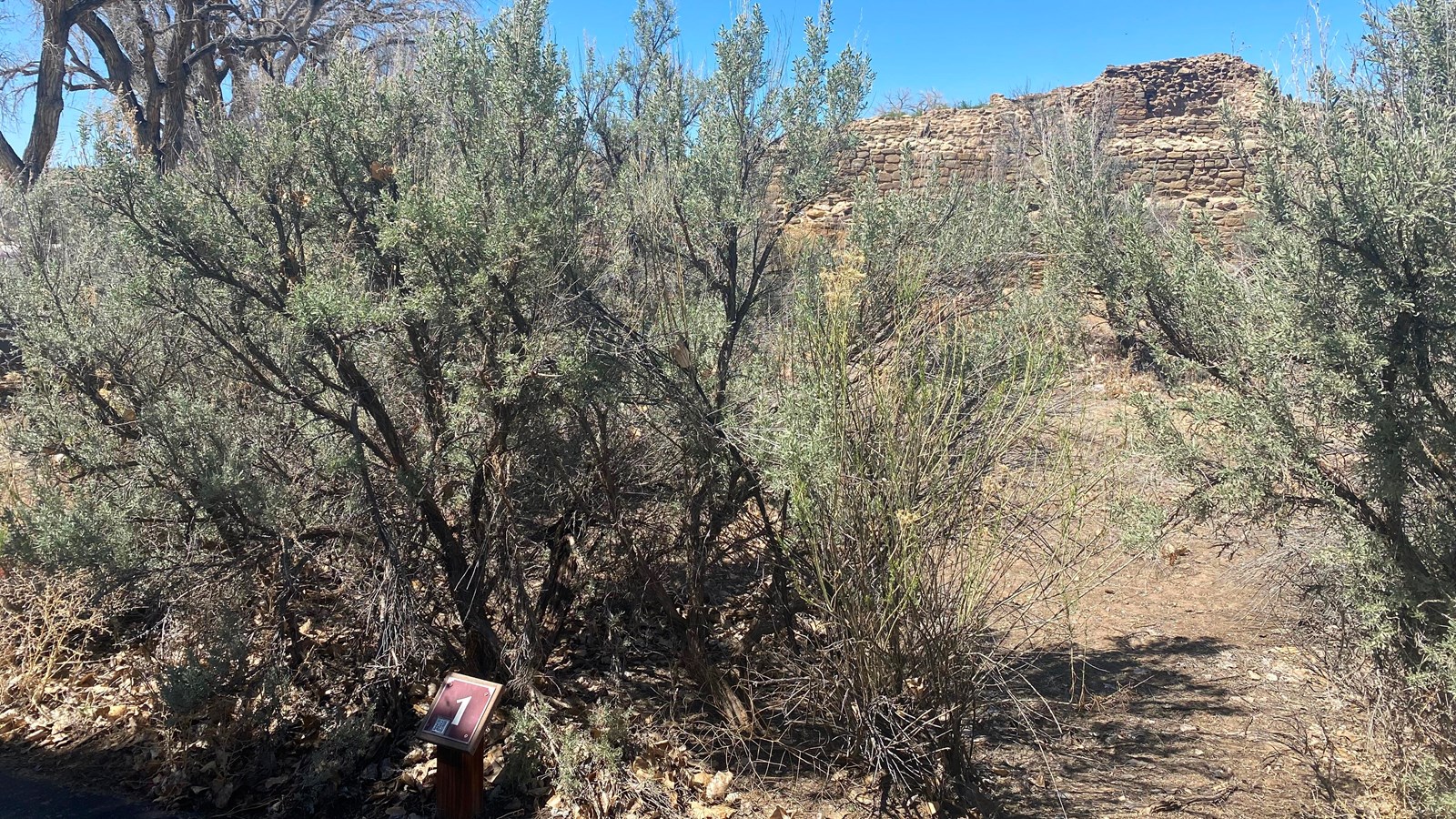 A group of sagebrush covering the western wall of a sandstone great house.