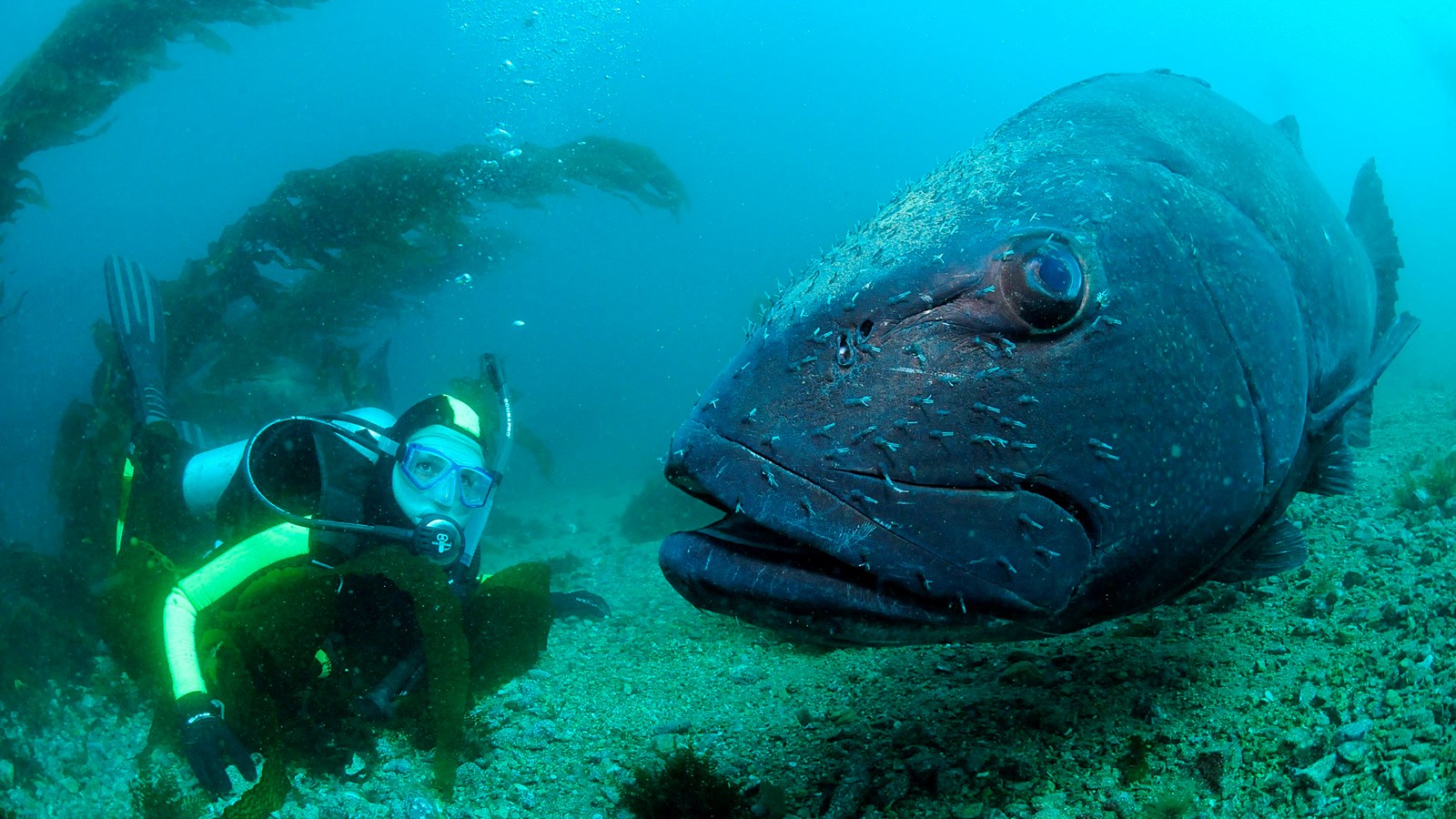 Diver in kelp forest with large fish.