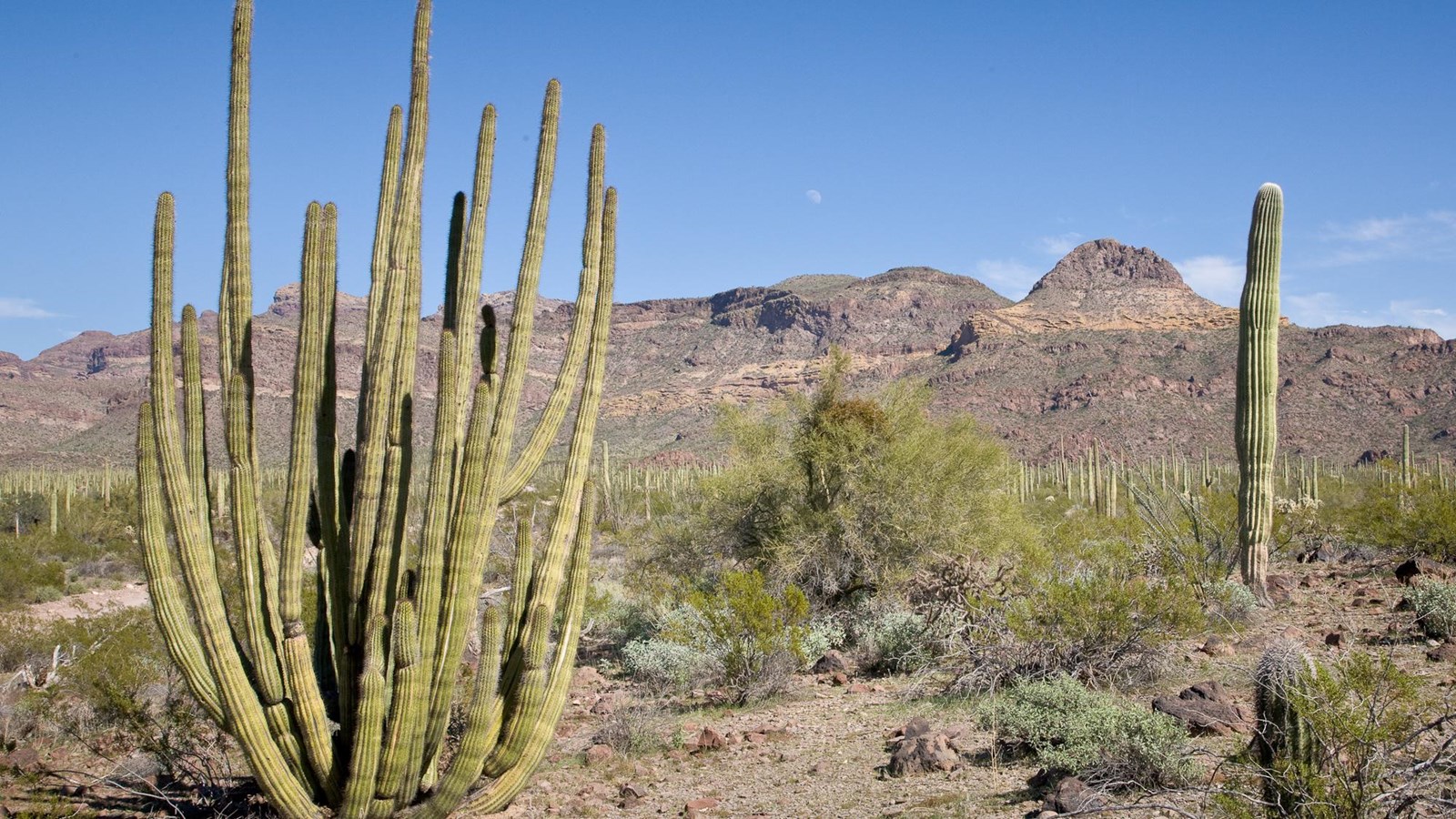 A mature Organ Pipe Cactus stands amongst desert vegetation, with mountains in the background.