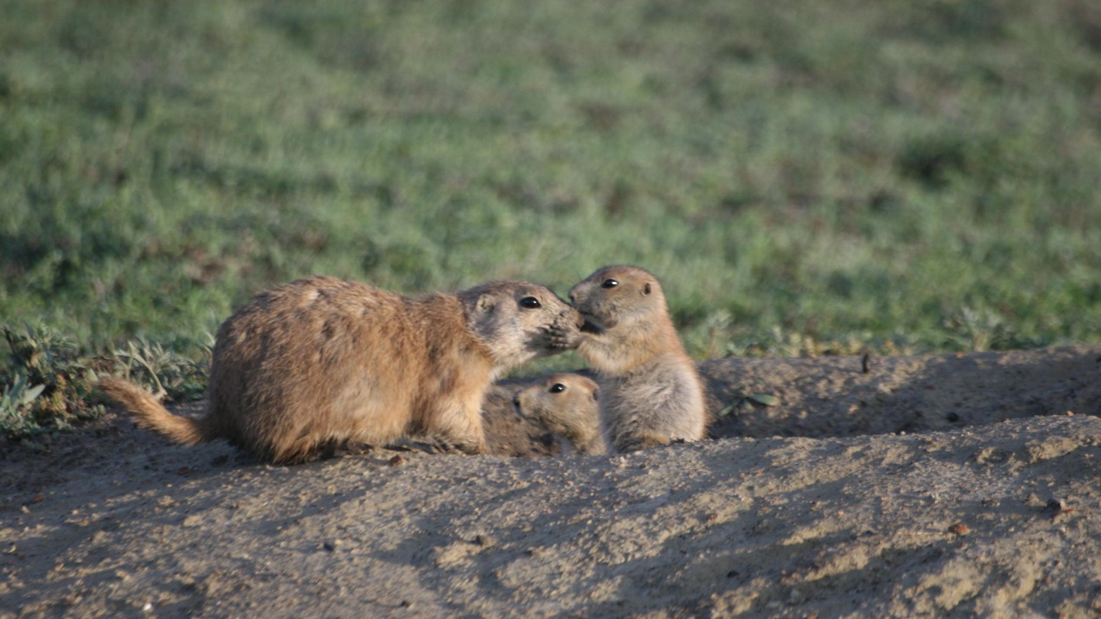 Prairie Dog with Babies