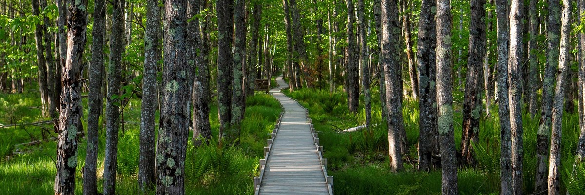 Boardwalk through a forest of white birch trees
