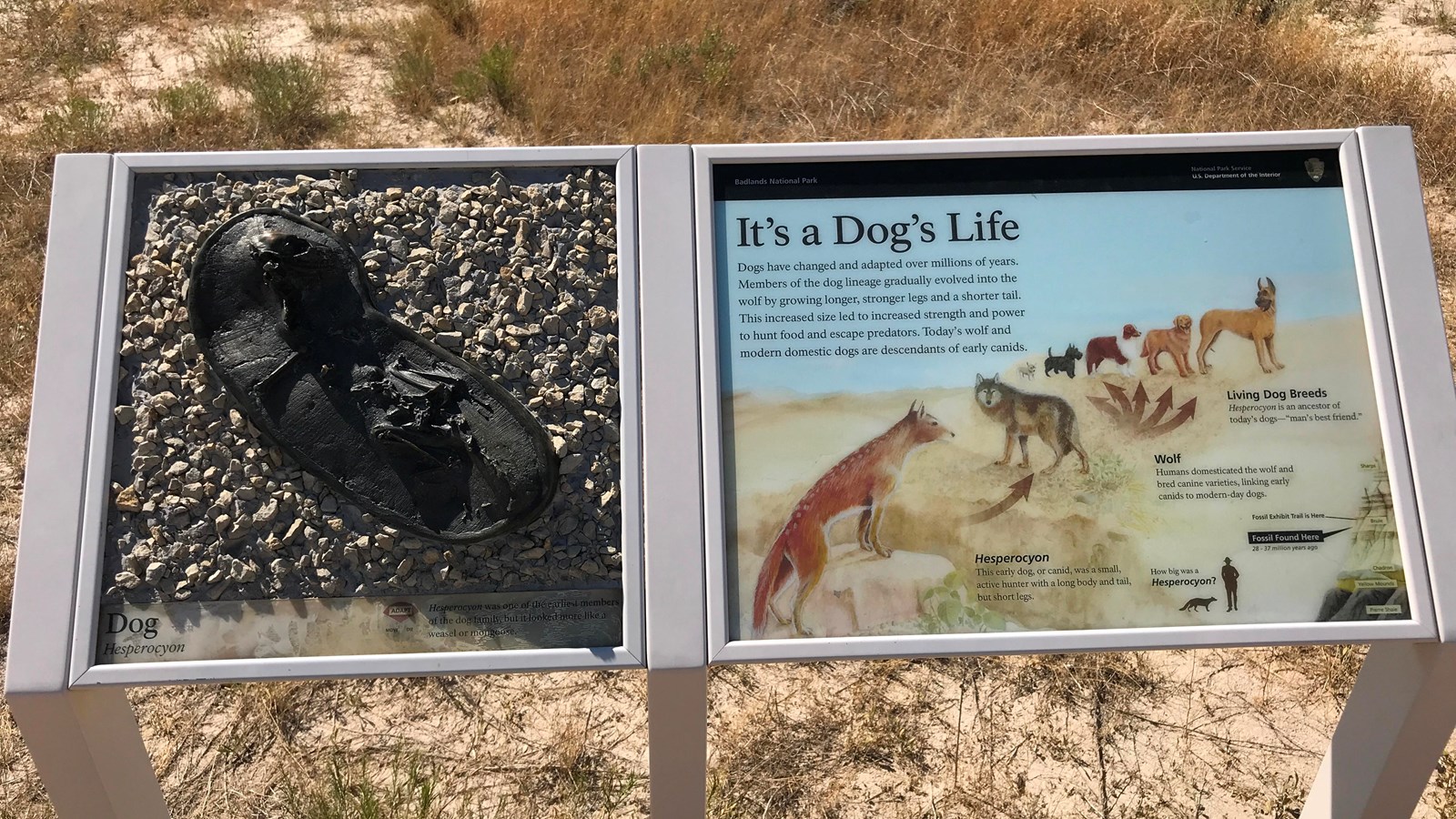 A two-panel exhibit showing illustration of the evolution of hesperocyon and bronze fossil replica.