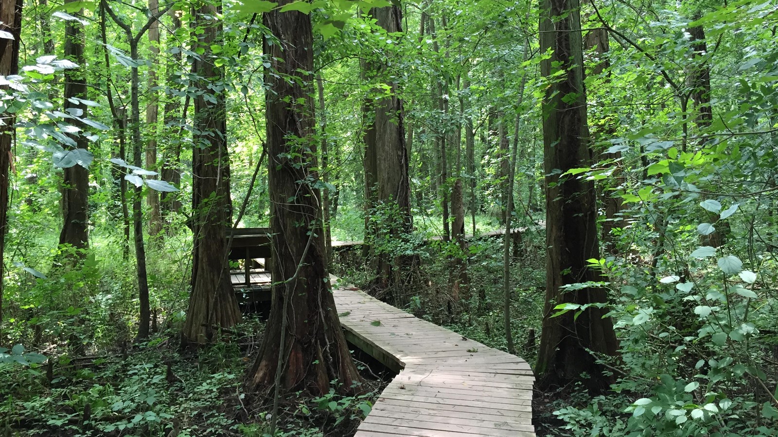 Wooden boardwalk in a lush green forest