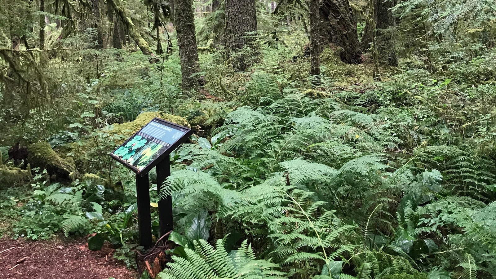 A exhibit panel stands at the edge of a dirt path in a dense forest.