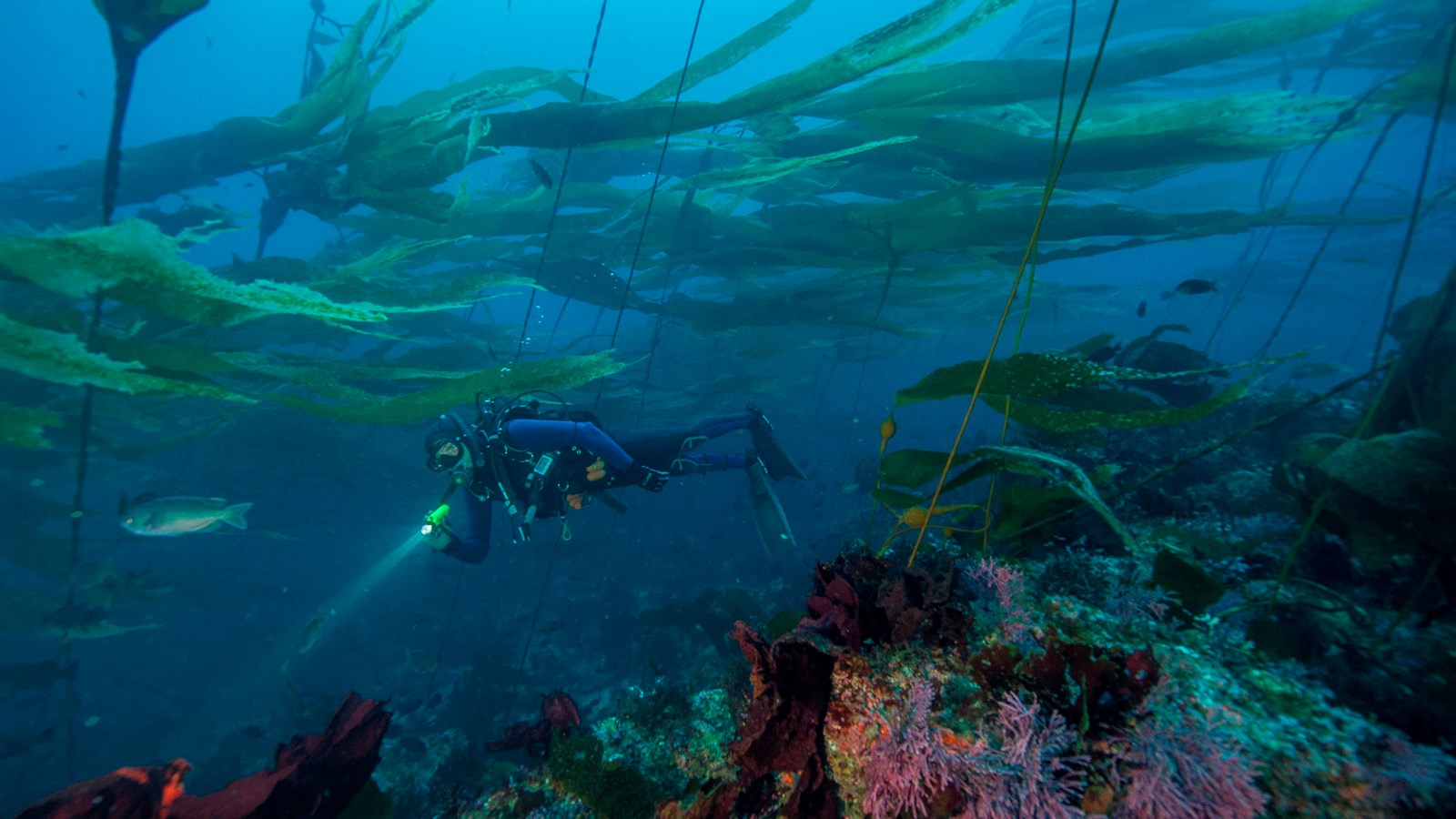 diver in large kelp forest and rocky reef