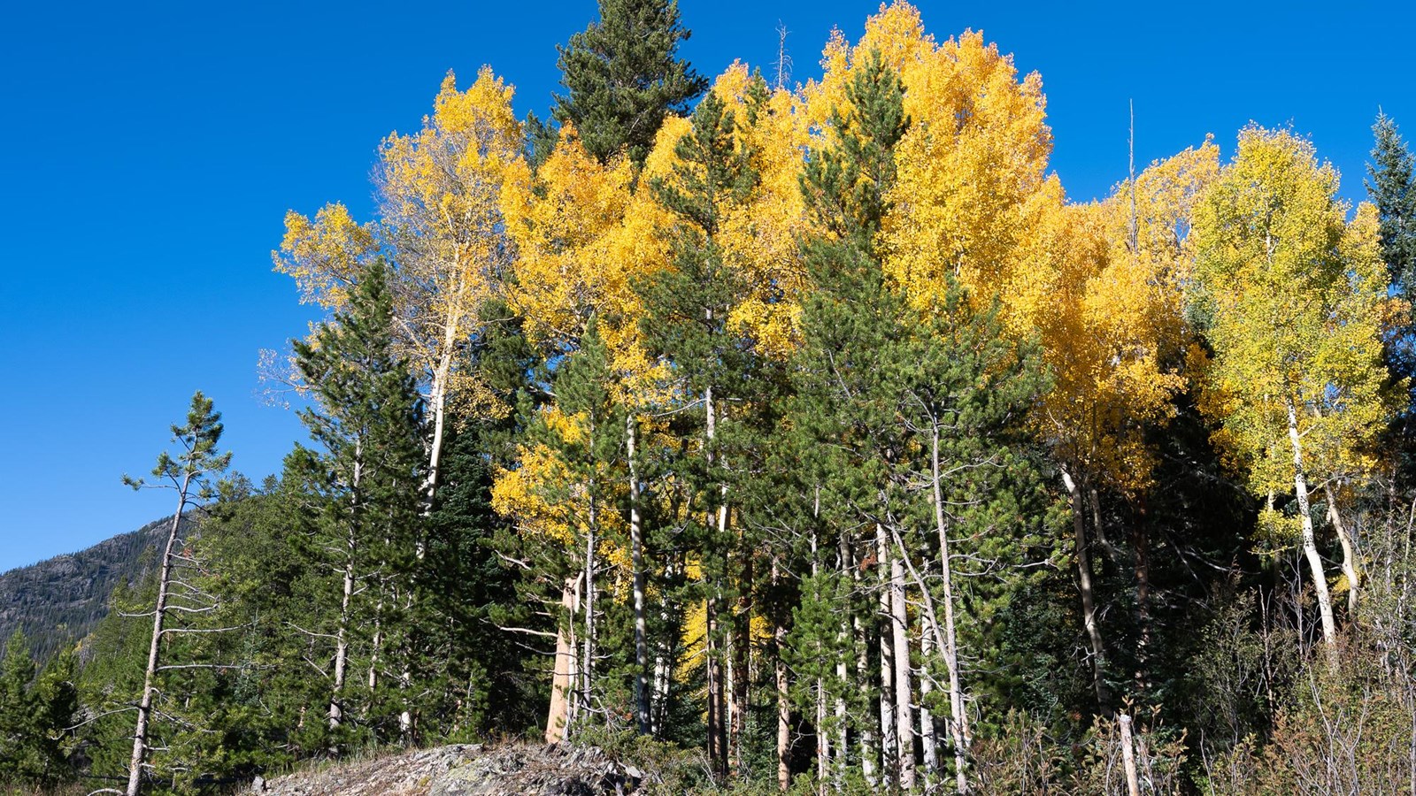 A stand of aspen with golden leaves in fall