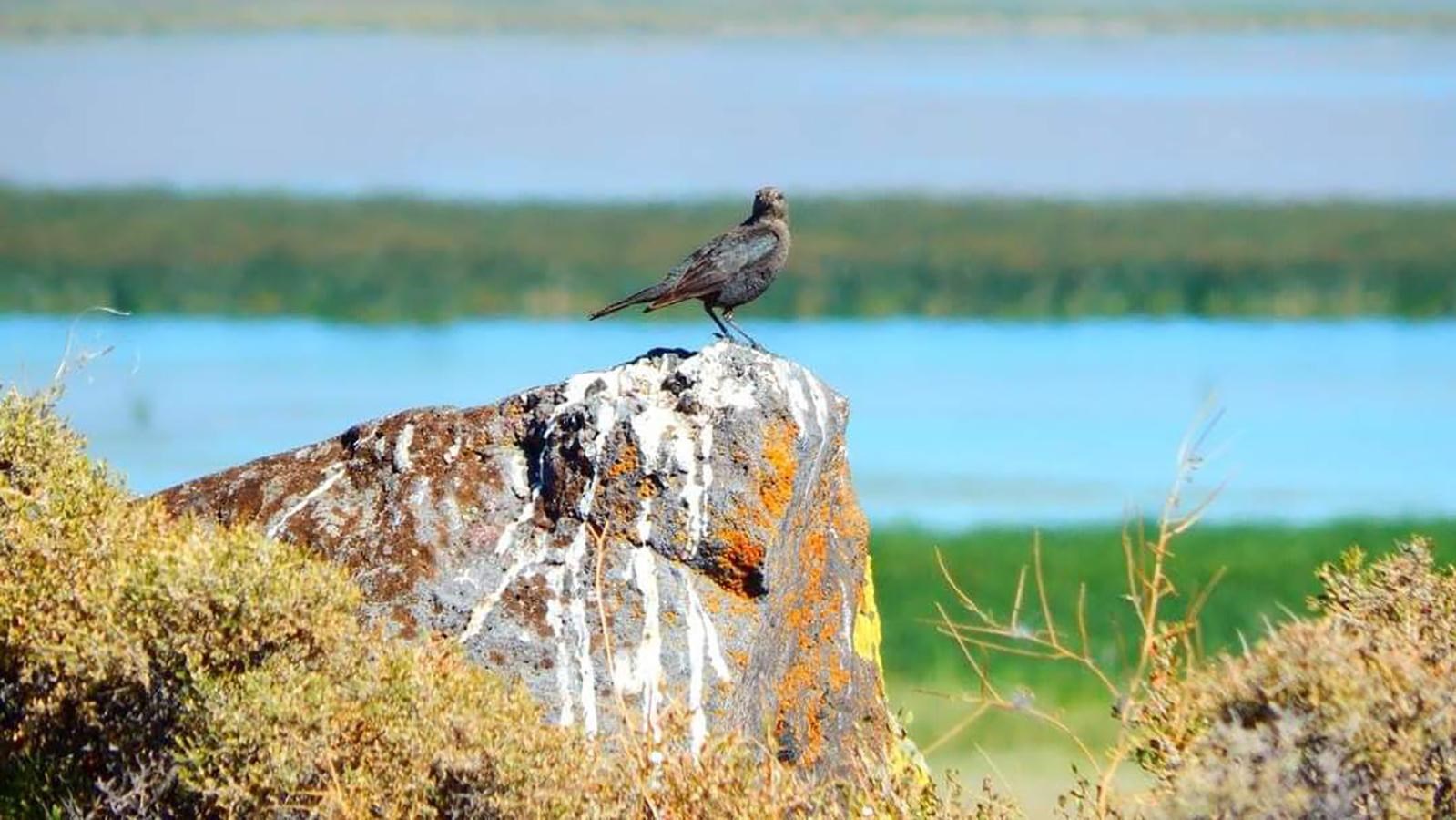 East Wildlife Overlook bird on a rock