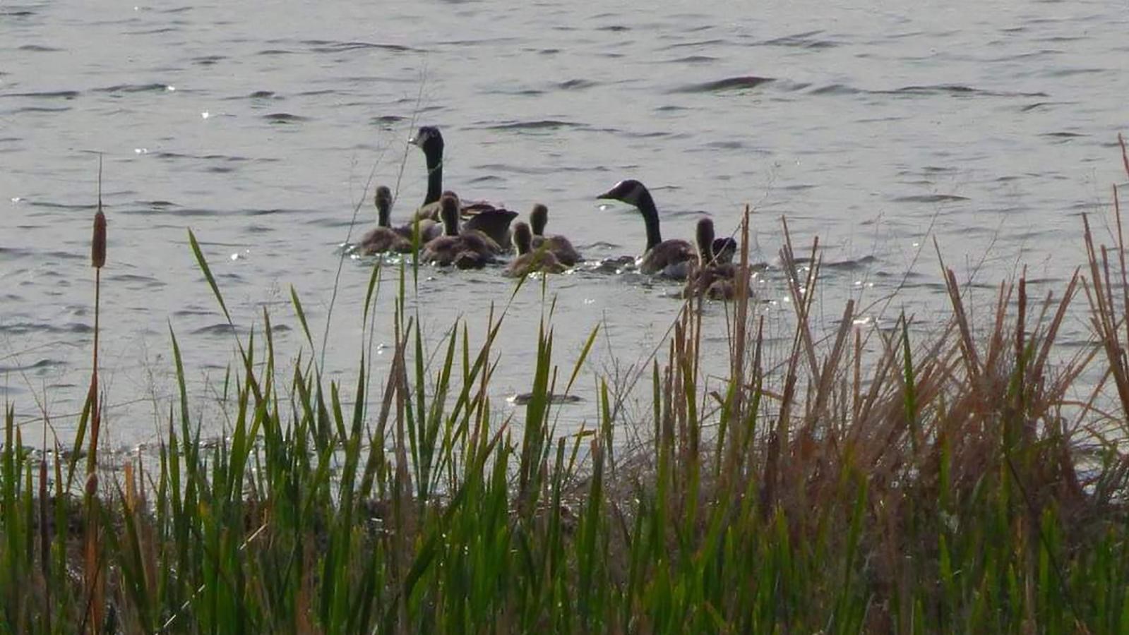 West Wildlife Overlook