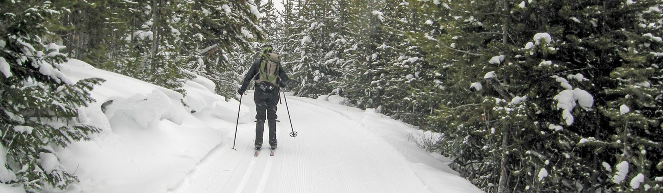 A skier makes their way along the forested section of the Bunsen Peak Road.