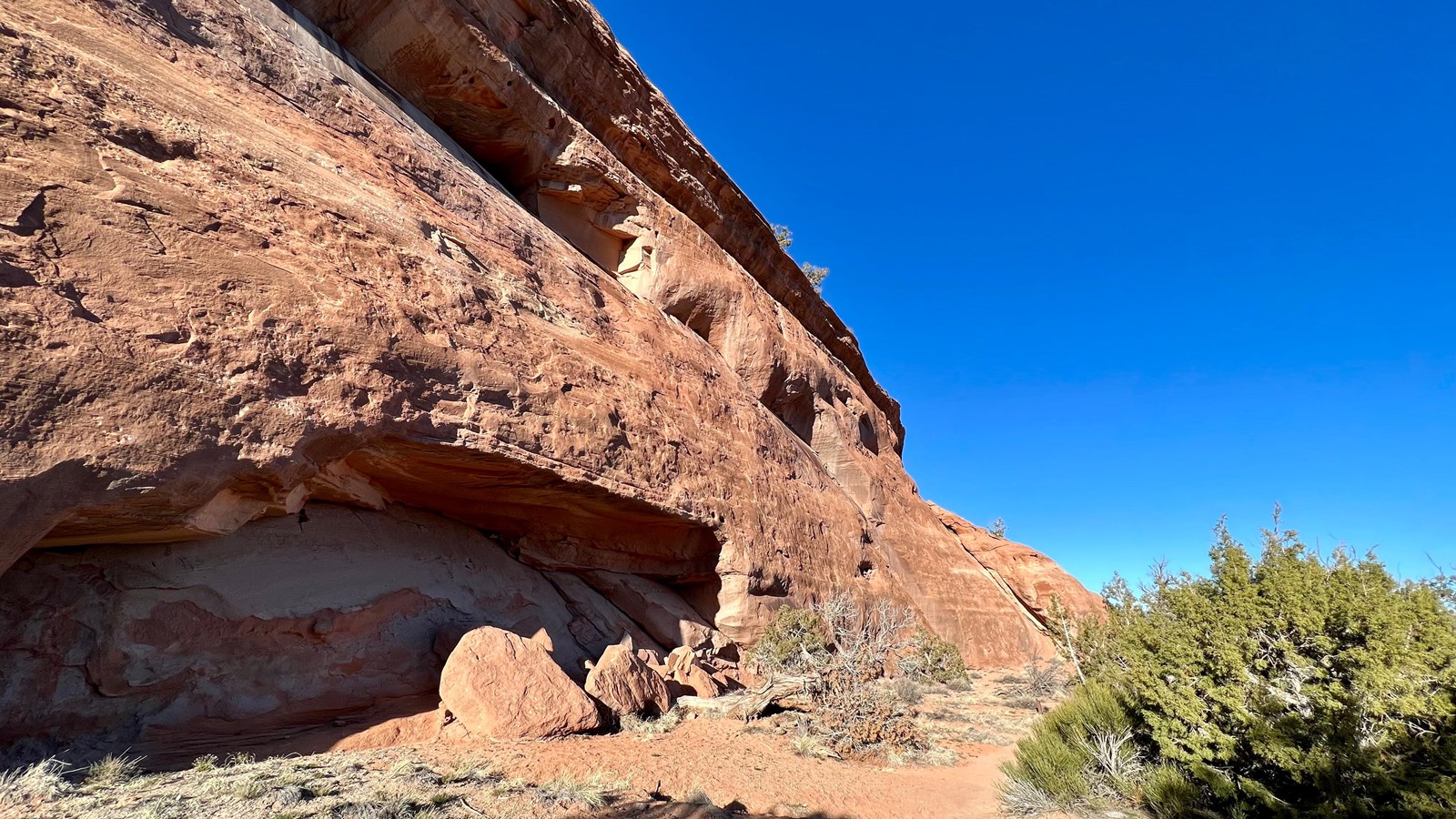 wall of smooth, red-orange sandstone next to diminutive green pinyon pine trees