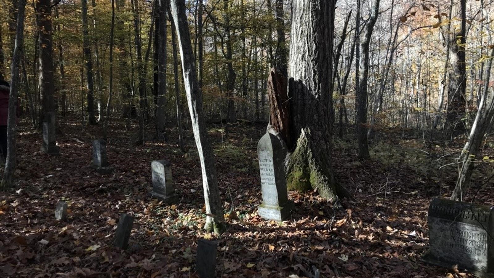 Gravestones among a brown leaf covered forest surrounded by bare trees. 