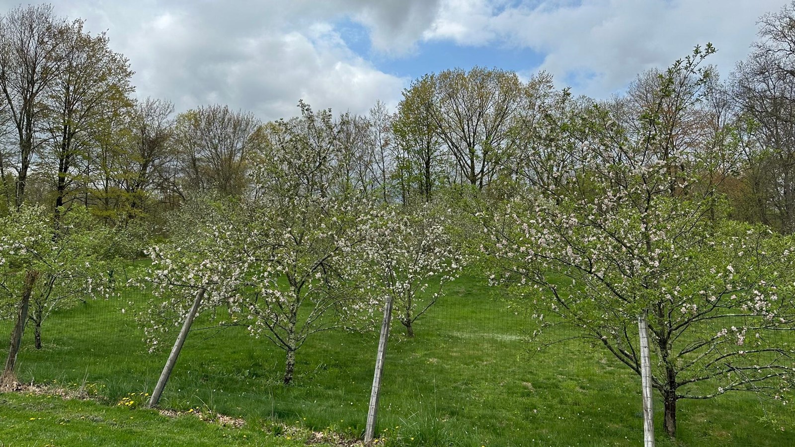 An apple orchard surrounded by a post and wire fence.