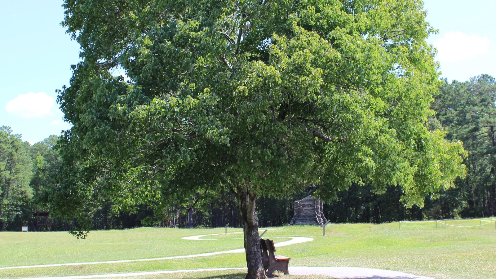 A bench under a leafy green tree alongside a paved walking trail.