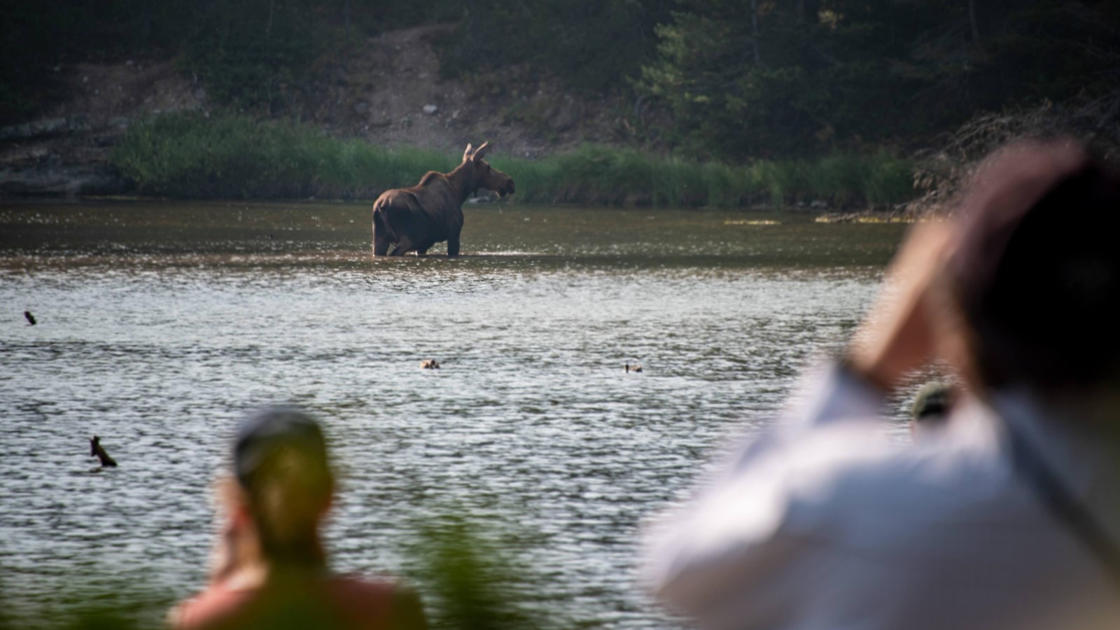 Blurry people in the foreground watch a moose standing in a lake.